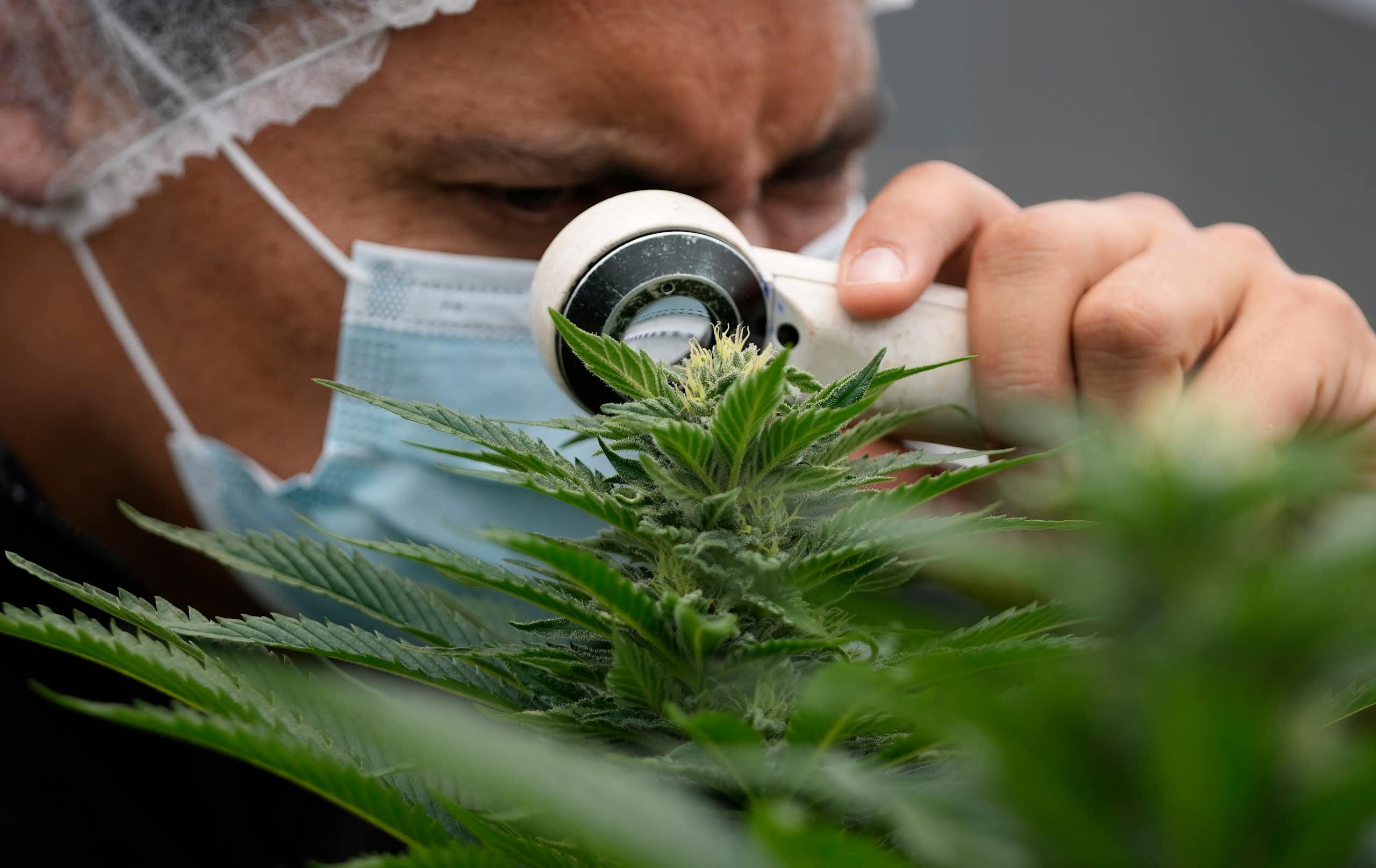 Estudo clínico com THC em veteranos de guerra com estresse pós-traumático tem aprovação histórica nos EUA