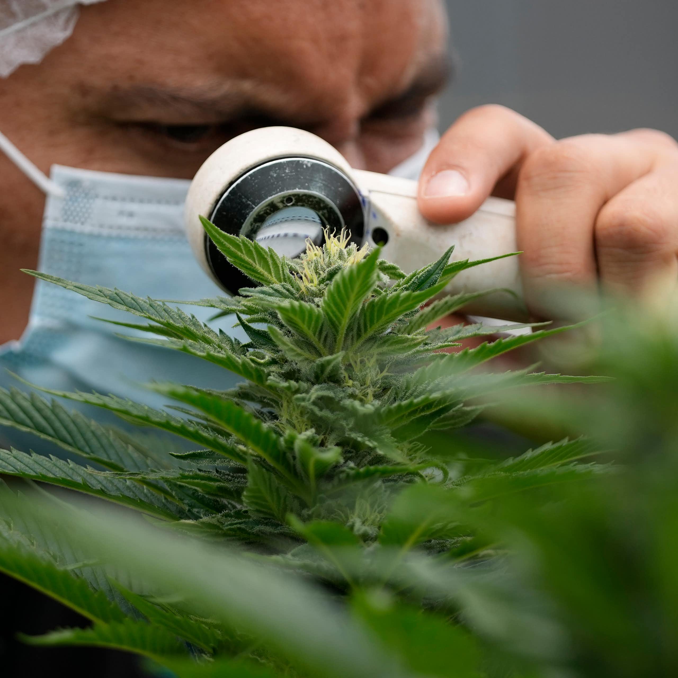 Estudo clínico com THC em veteranos de guerra com estresse pós-traumático tem aprovação histórica nos EUA