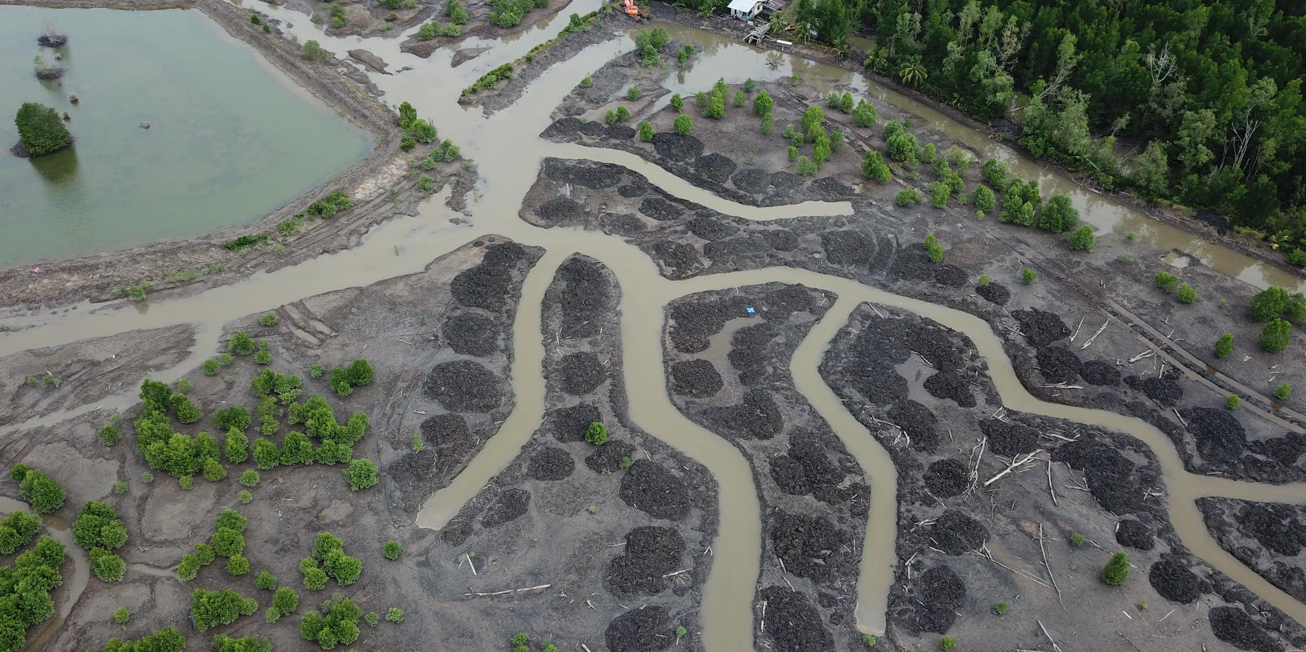 aerial shot of coastal river network with mangroves 