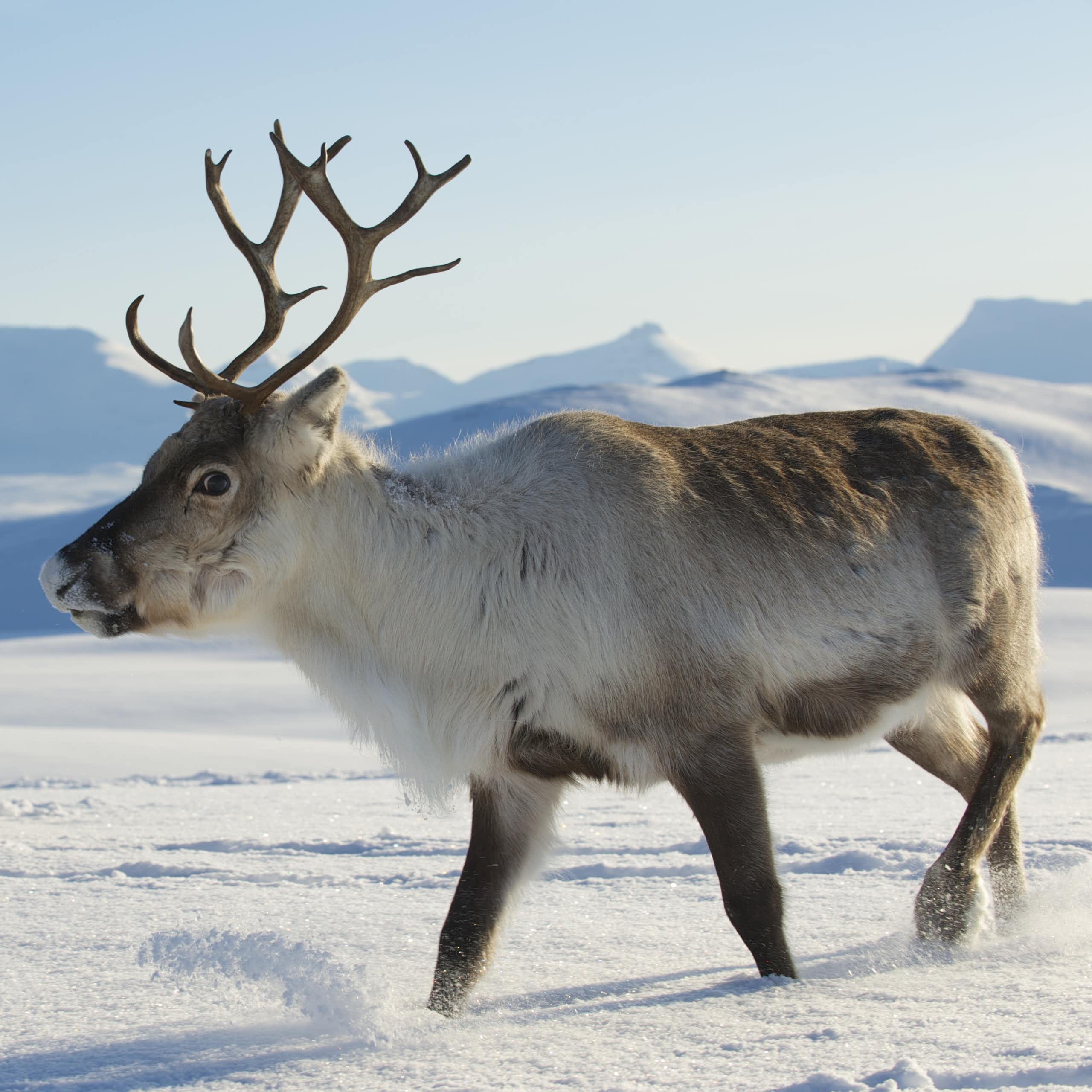 Two reindeer with large antlers in the snow of northern Norway, with mountains in the background