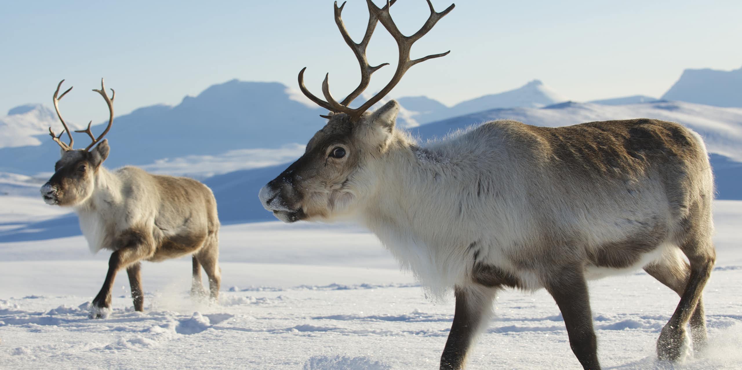 Two reindeer with large antlers in the snow of northern Norway, with mountains in the background