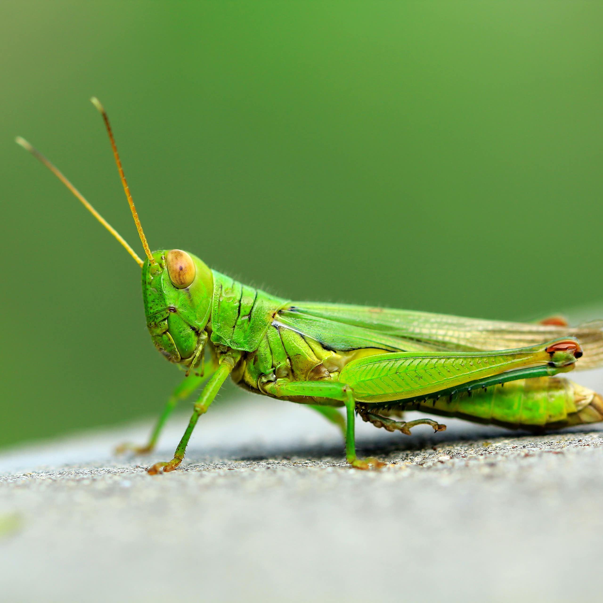 Buildings inspired by worms and grasshoppers: the future of biomimicry in construction