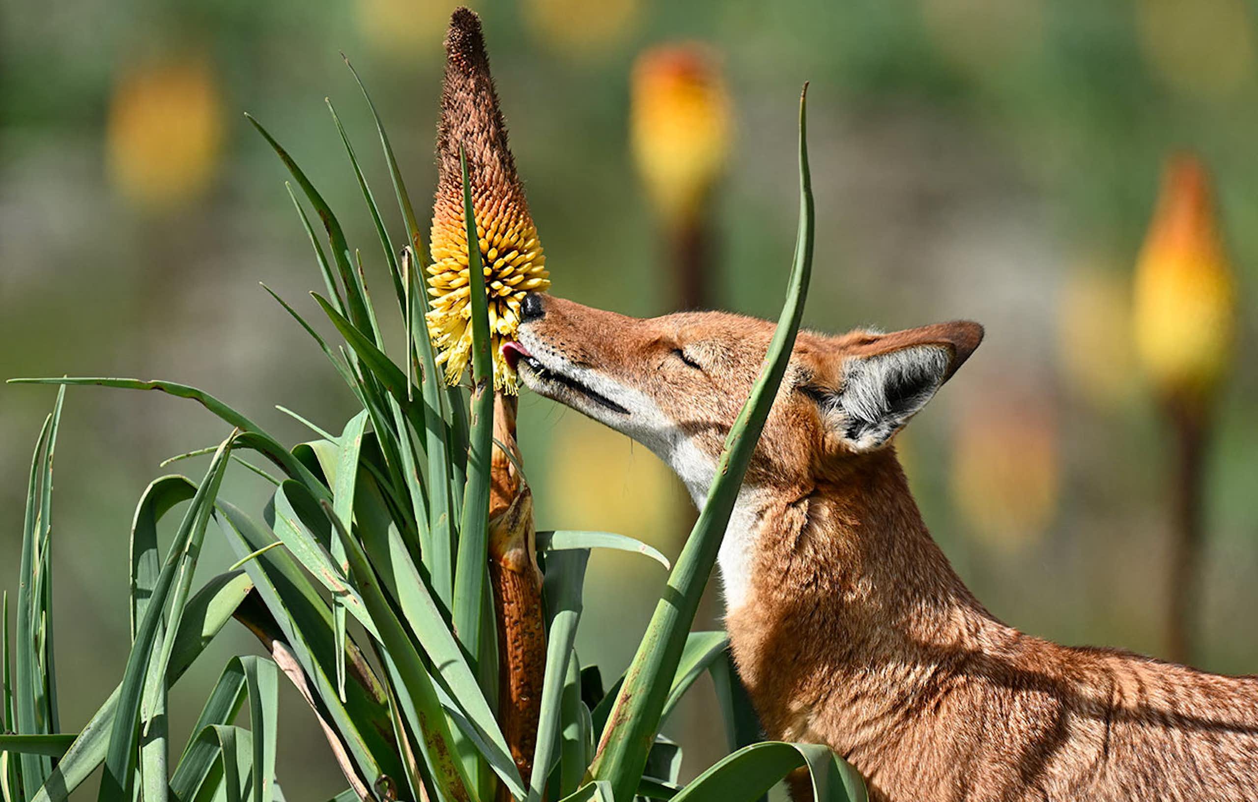 wolf licks flower