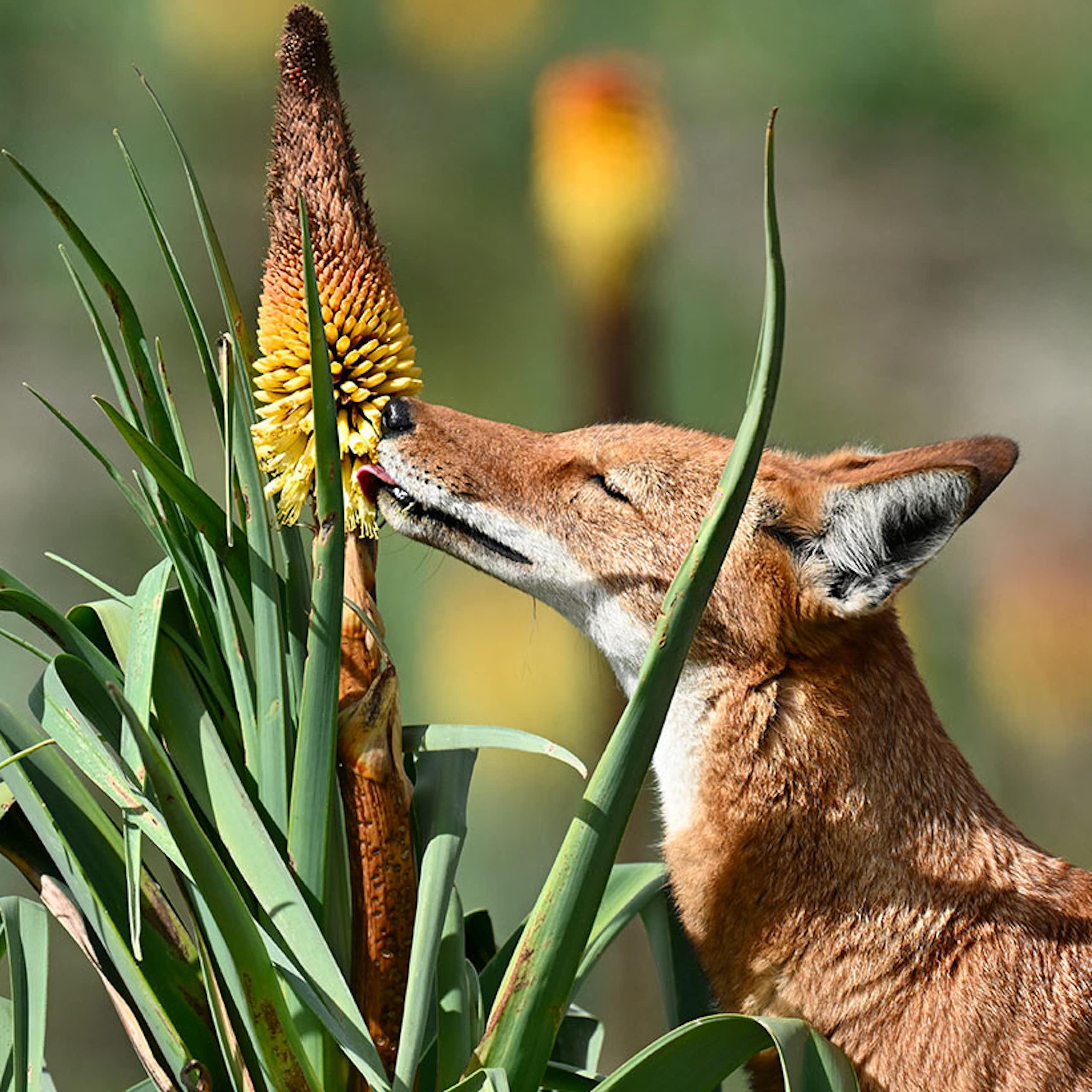 wolf licks flower