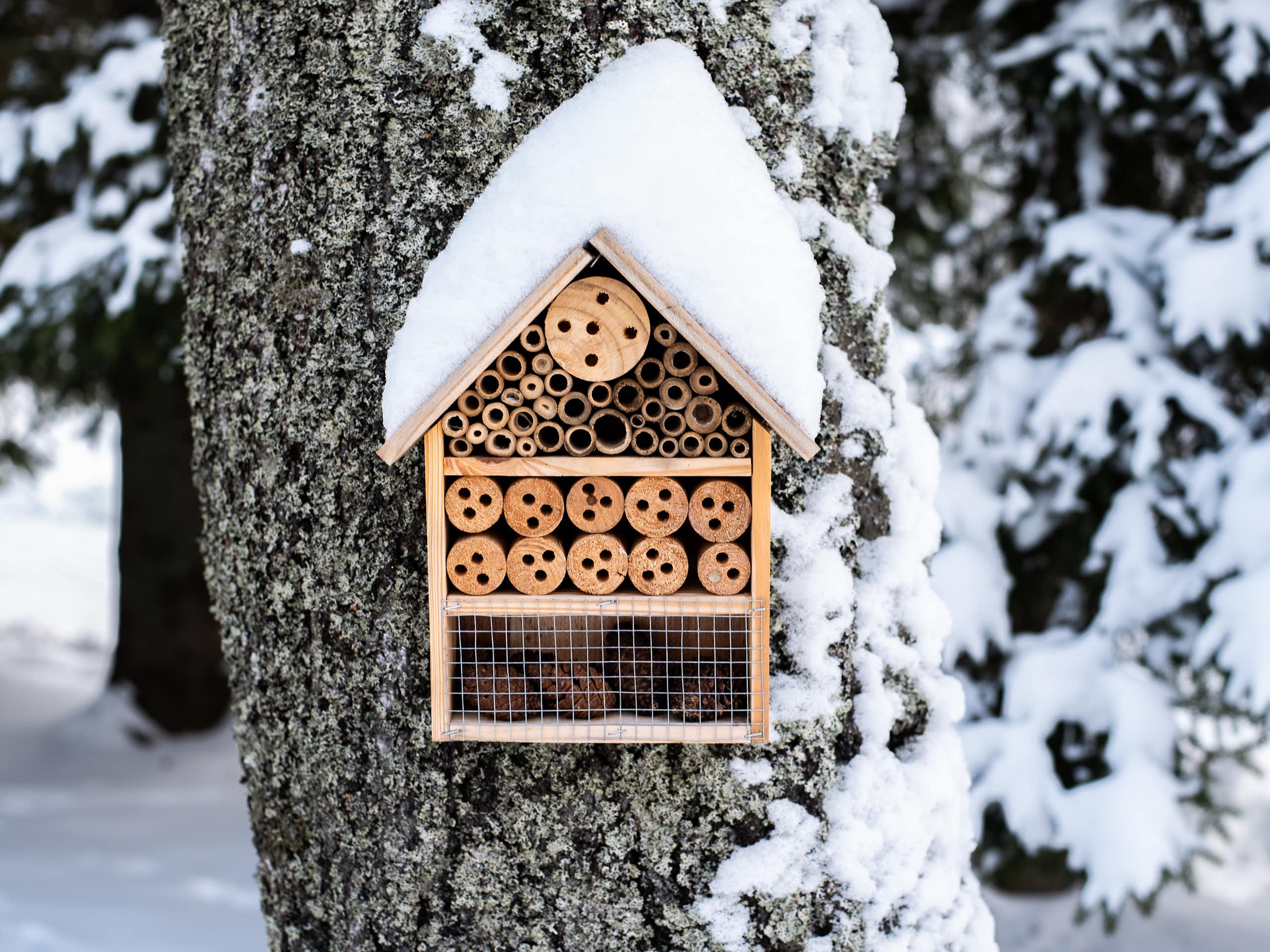 A wooden insect house hung on a snow-covered tree.
