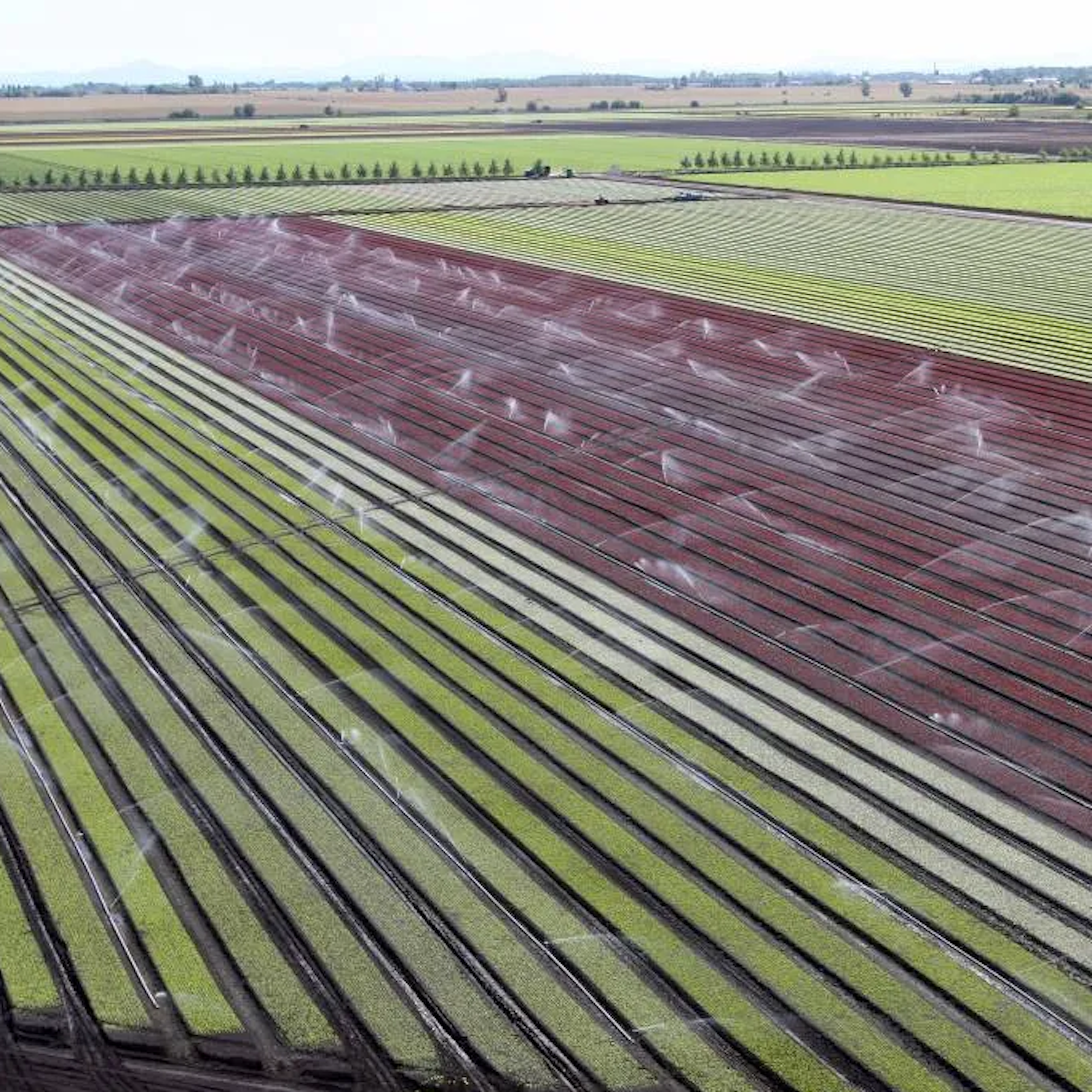 terre agricole