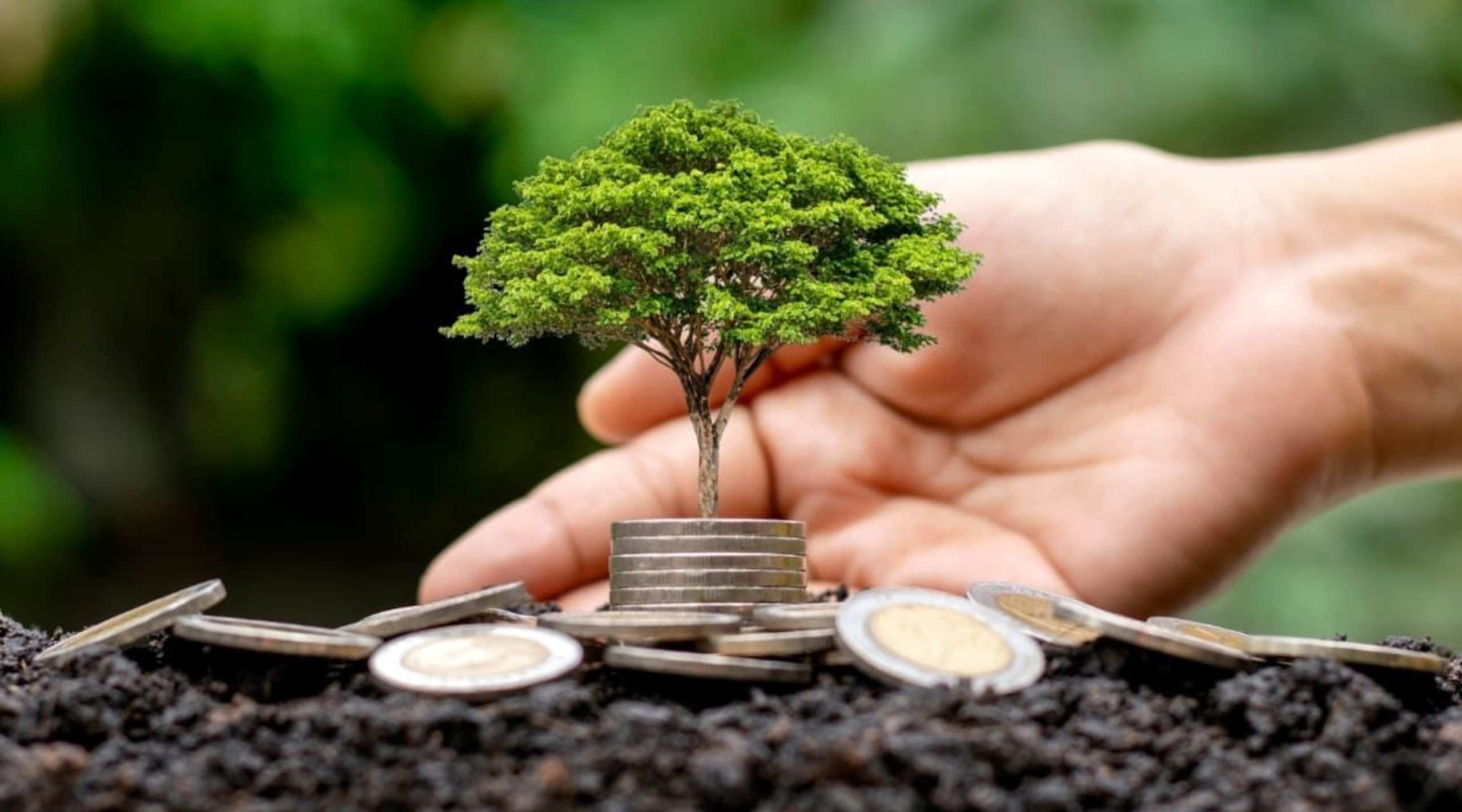 Economia das mudanças climáticas: Títulos sustentáveis para projetos verdes precisam ser melhor monitorados